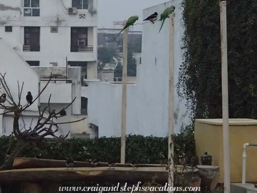 Mynas eat from Mukul's bird table while parakeets congregate Mynas eat from Mukul's bird table while parakeets congregate