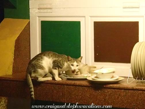 Cat cleaning dishes at a beachside food stall Cat cleaning dishes at a beachside food stall