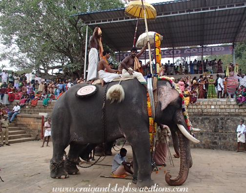 Mahout trustingly sits underneath his elephant