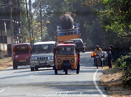 Elephant on the road