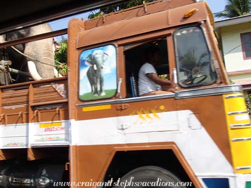 Elephant on the road