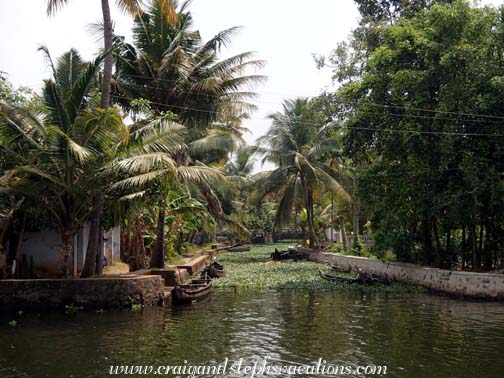 Hyacinth-choked canals Hyacinth-choked canals