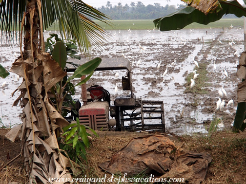 Tractor and egrets Tractor and egrets