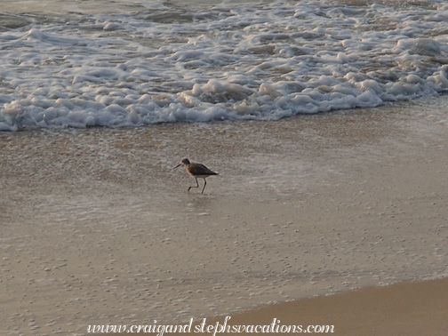 Sand piper Sand piper