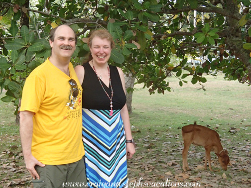 Little calf trimming the grass Little calf trimming the grass