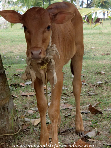 Calf Calf