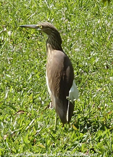 Pond heron Pond heron