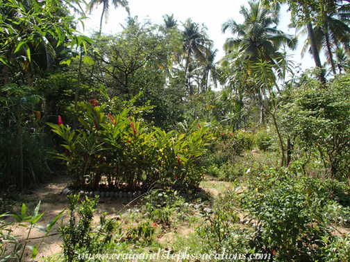Butterfly garden Butterfly garden