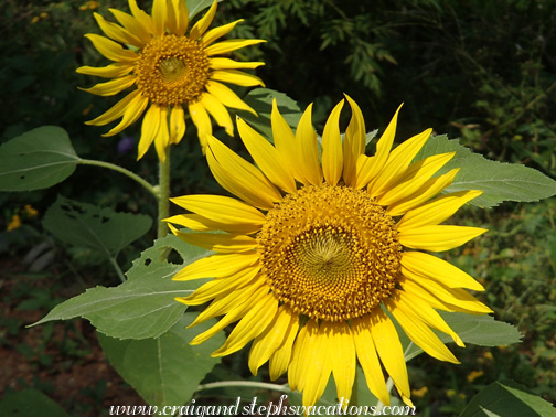 Sunflowers in the butterfly garden Sunflowers in the butterfly garden