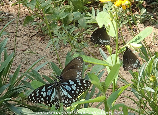Butterfly garden Butterfly garden