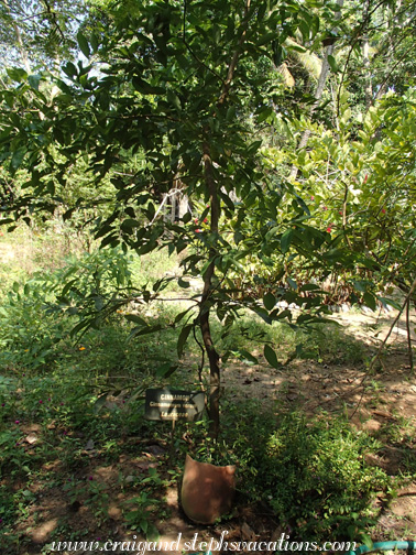 Cinnamon tree, butterfly garden Cinnamon tree, butterfly garden
