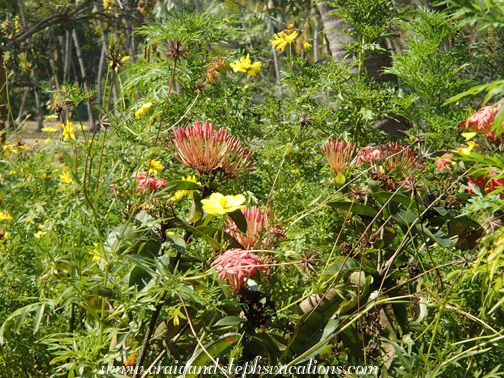 Butterfly garden Butterfly garden