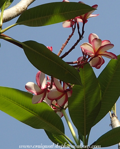 Plumeria (frangipani) Plumeria (frangipani)