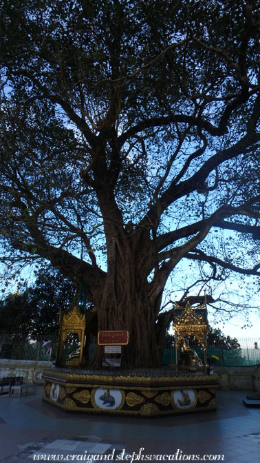 Mahabodhi tree, Shwedagon Pagoda