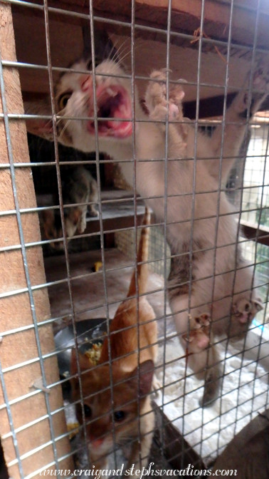 Crazy kitten, Aung Nan Handicrafts Workshop Crazy kitten, Aung Nan Handicrafts Workshop