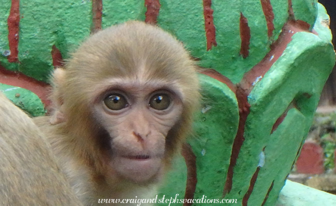 Baby macaque at Phowin Taung Hill