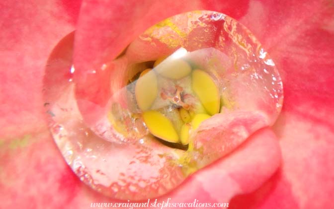 Water droplets on flowers, Kyi Taung Monastery