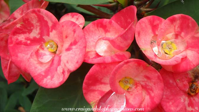 Water droplets on flowers, Kyi Taung Monastery
