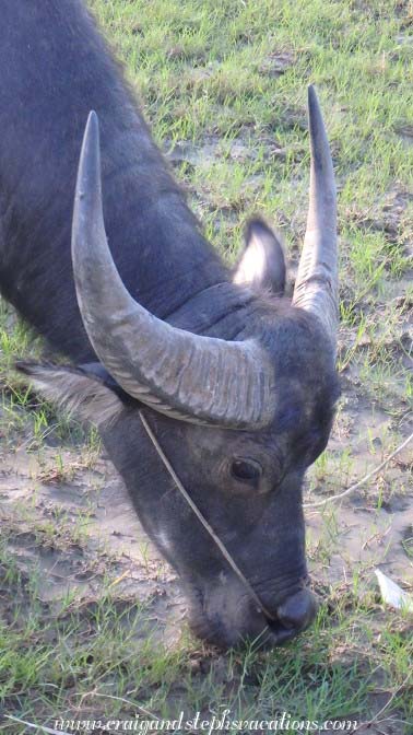 Water buffalo, Kaung Tee Village