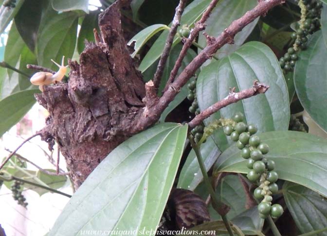 Tiny snail in a pepper tree at the British Administrative building Tiny snail in a pepper tree at the British Administrative building