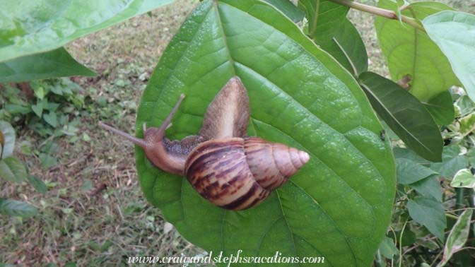 S3-inch-snail in the bushes outside the British Administrative building 3-inch-snail in the bushes outside the British Administrative building