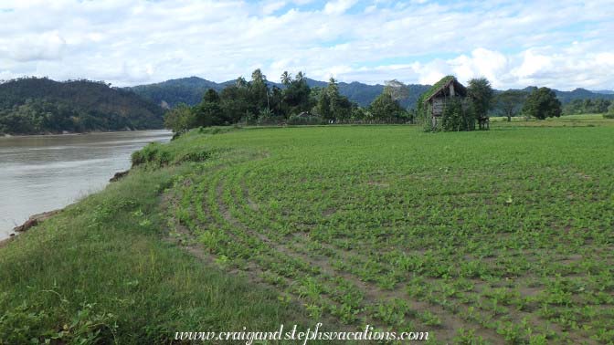 Crops, Shwe Lat Pan Village Crops, Shwe Lat Pan Village