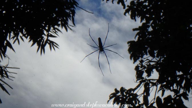 Spider, Shwe Lat Pan Village Spider, Shwe Lat Pan Village