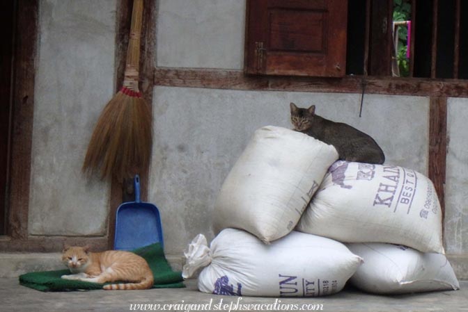 Cats lounging on a porch, Shwe Lat Pan Village Cats lounging on a porch, Shwe Lat Pan Village