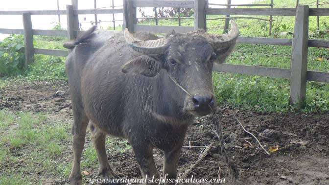 Water buffalo