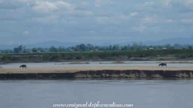 Water buffalo on a sand bar