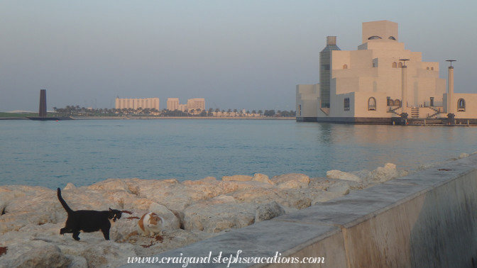 Cat and Museum of Islamic Art, Old Dhow Harbour