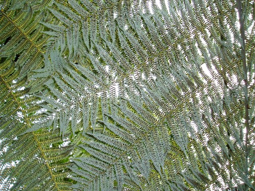 Ferns at Pelorus Bridge Ferns at Pelorus Bridge