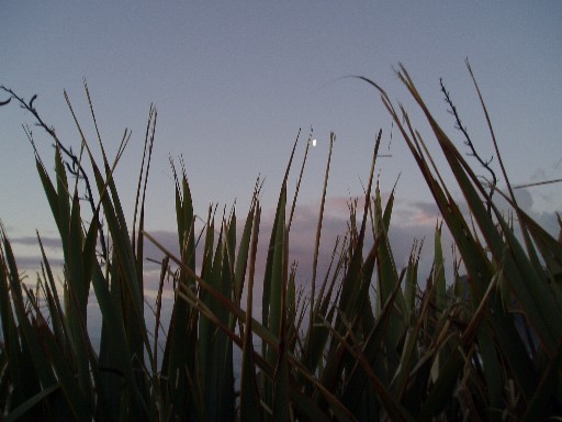 Moonrise, Punakaiki Moonrise, Punakaiki