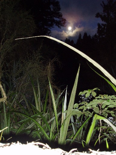 Moon over Lake Matheson