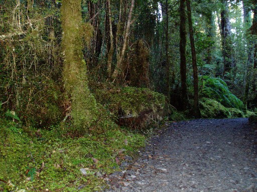 Lake Matheson hike