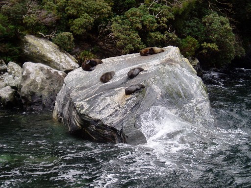 New Zealand fur seals New Zealand fur seals