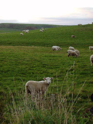 Sheep at the farmstay on Easter morning