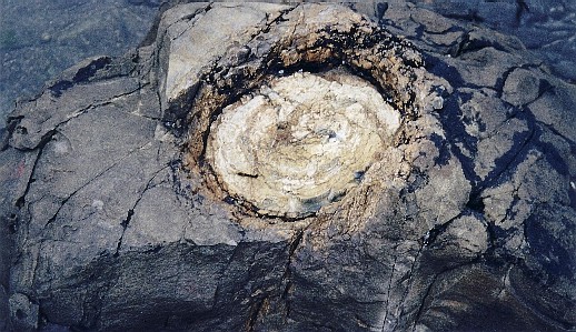 Petrified wood