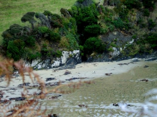Penguin coming ashore for the night Penguin coming ashore for the night