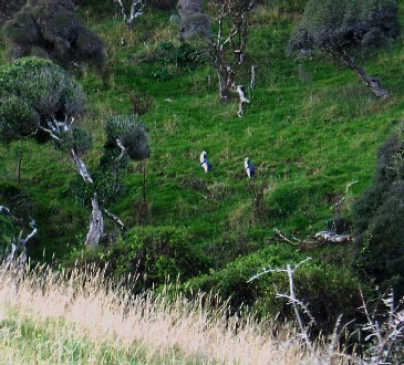 Two penguins in the pasture