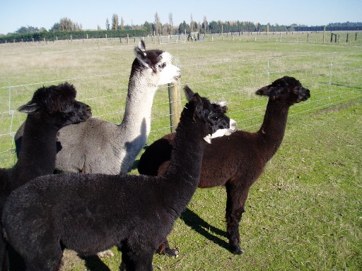 The alpacas greet us The alpacas greet us