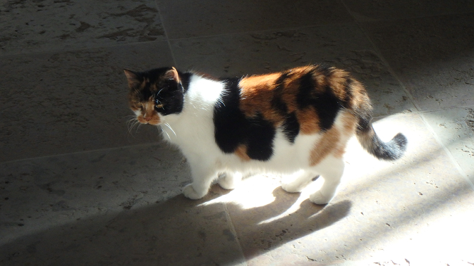 Klava, unofficial tsarina of the Cathedral of Saints Peter and Paul Klava, unofficial tsarina of the Cathedral of Saints Peter and Paul