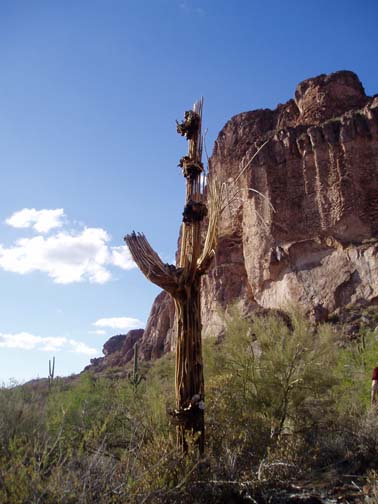 Dead seguaro, Peralta Trailhead, Tonto National Forest Dead seguaro, Peralta Trailhead, Tonto National Forest