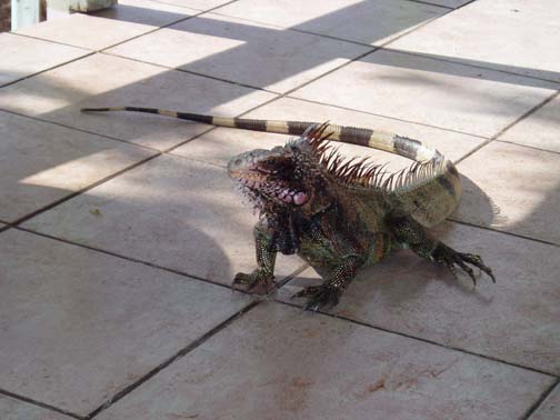 Iguana
