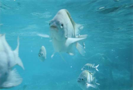 Snorkeling at Coki