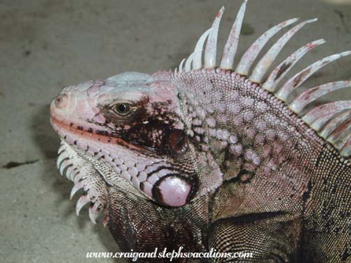 Iguana Iguana