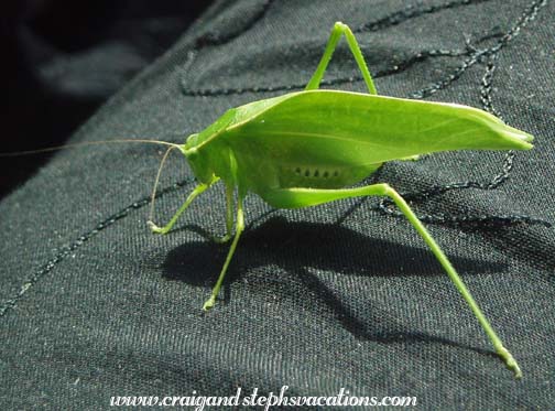 Grasshopper