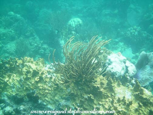 Snorkeling at The Indians Snorkeling at The Indians