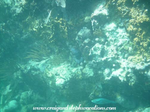 Snorkeling at The Indians Snorkeling at The Indians