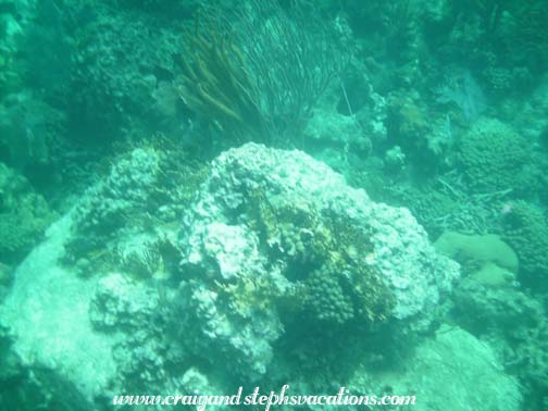 Snorkeling at The Indians Snorkeling at The Indians